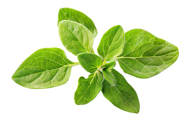 A close-up of fresh green oregano leaves isolated on a black background.