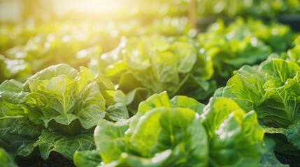 Wall Mural - Organic hydroponic farm cultivating Butterhead Lettuce