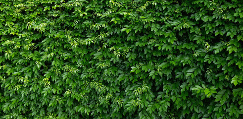 Wall Mural - lush green hedge with leaves that are green and full