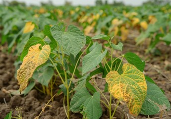 Wall Mural - A field of soybeans suffering from lack of rain, with yellow and wilting leaves