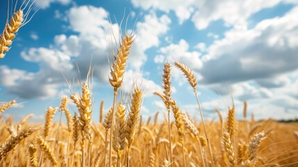 Sticker - Field of mature cereal under a cloudy blue sky