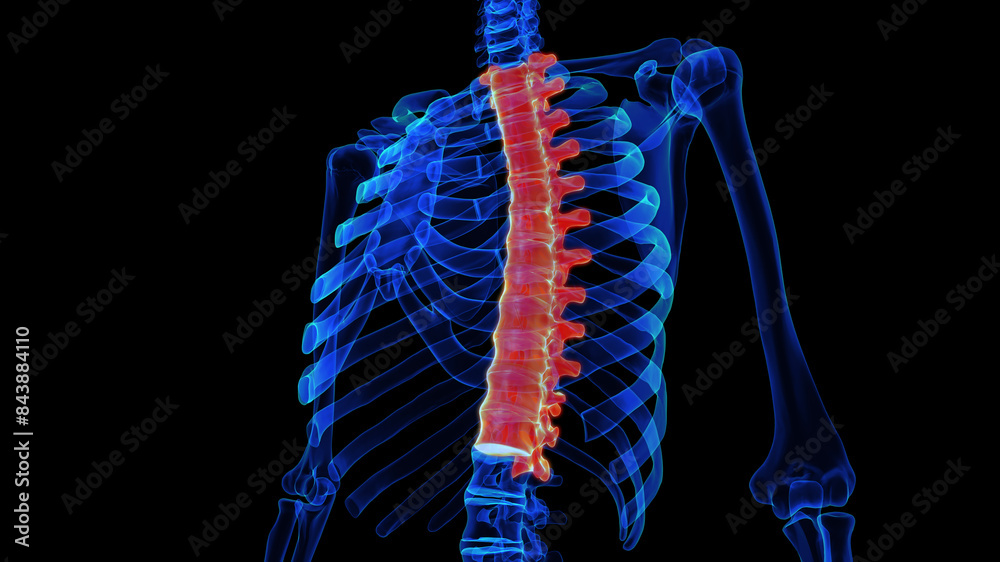 Thoracic vertebrae anatomy 3D rendering for medical concept Stock ...