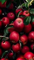 Wall Mural - Apples on the branches in the apple orchard