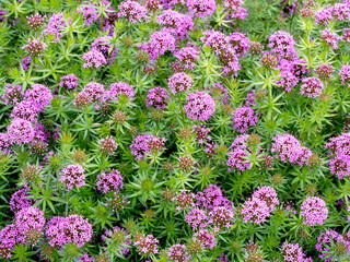 Wall Mural - Pink flowers of Caucasian crosswort, Phuopsis stylosa