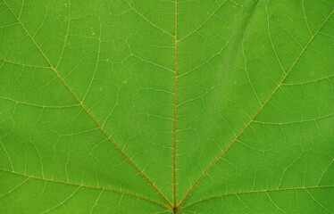 green leaf texture, maple leaf vein