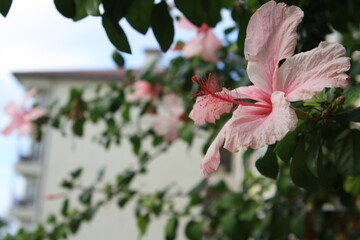 Hibiscus 2 