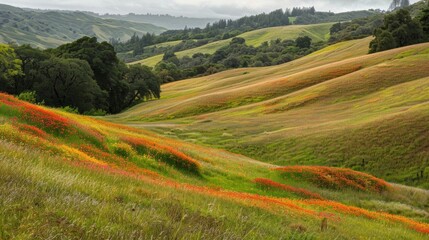 Wall Mural - Natures paintbrush strokes create ribbons of color across the lush hillside.