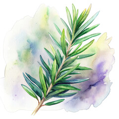 rosemary herb isolated illustration.
