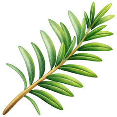 Rosemary herb isolated illustration.