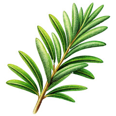 Rosemary herb isolated illustration.