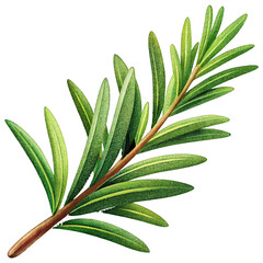 Rosemary herb isolated illustration.