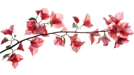 Wall Mural - Blooming branch, flowers and inflorescence of bougainvillea isolated on white background. Element for design close-up.
