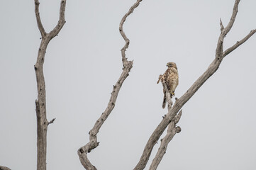 red-tailed hawk perched on a tree branch.