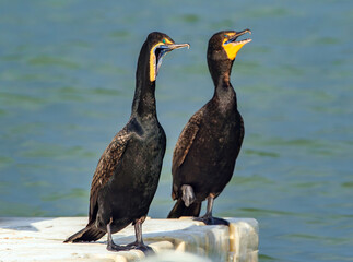 A Double-crested Cormorant on a dock making funny faces with a companion Cormorant in the background.