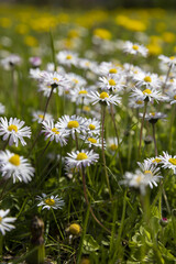 Wall Mural - beautiful wild white and pink daisies in the green grass in spring