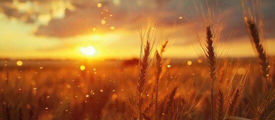 Wall Mural - Golden ears of rye set against a dramatic cloudy sky during sunrise or sunset.