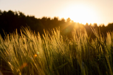 Wall Mural - a new wheat harvest at sunset