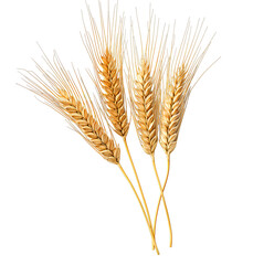 Wheat stalks, ripe and golden, clustered together.