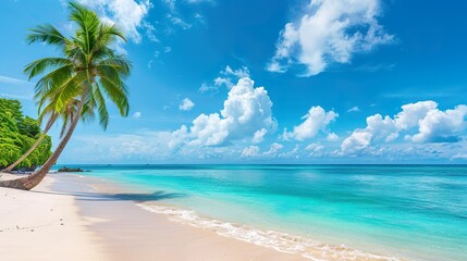Wall Mural - A beautiful beach with a palm tree and a clear blue ocean