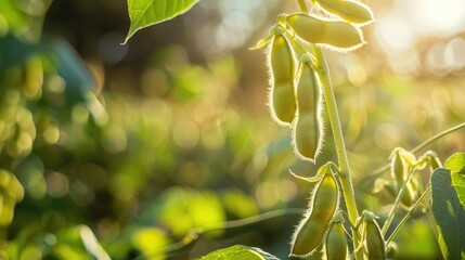 Wall Mural - Close up of a soybean against a background