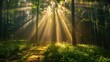 © Paradox - Spectacular sun rays shining through woods and tree in the dense forest. Green and lust forest on a beautiful summer day