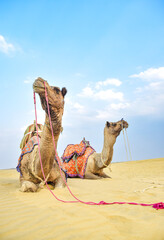 Frontal image of two camels intertwined in desert with bright blue sky in back