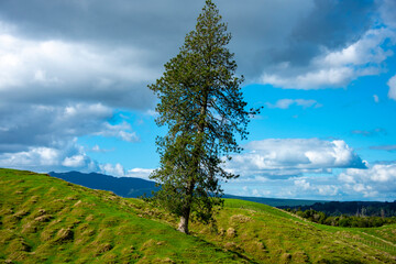 Wall Mural - Single Tree in Waikato Region - New Zealand