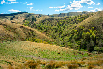 Wall Mural - Pastures in Wellington Region - New Zealand