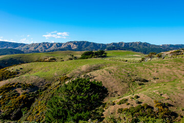 Wall Mural - Pastures in Wellington Region - New Zealand