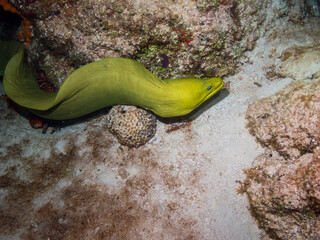 Wall Mural - Large green moray eel (Gymnothorax funebris) Cozumel, Mexico.  Underwater photography and travel.