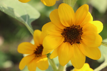 Close-up view of bright yellow sunflowers in the field on a bright sunny day, close-up of sunflowers, beautiful flowers, flower background