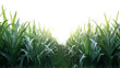 © Custom Media - Green Cornfield Ready for Harvest Isolated on Transparent or White Background, PNG