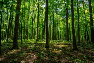  Peaceful green forest with tall trees creating a beautiful natural canopy. Sunlight streaming through, casting shadows on the forest floor.