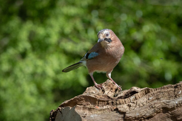 Aufkleber - Standing on an old fallen tree trunk is a close portrait of a jay. The background is natural and out of focus with space for text