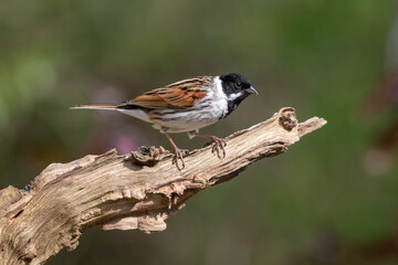 Poster - A close up of a male reed bunting, Emberiza schoeniclus, as he is perched on a wooden branch against a natural out of focus background