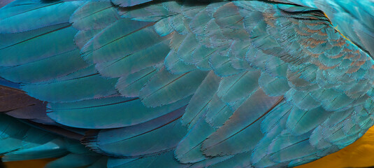 Beautiful macaw feathers blue exotic texture for background