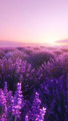 Aufkleber - lavender field at sunset