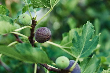 Wall Mural - Ripe figs hang from tree branch with lush green leaves in background, showcasing natural growth and abundance
