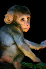 Wall Mural - Portrait the baby Long-tailed Macaque