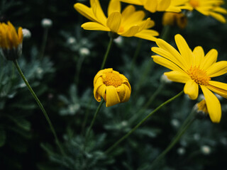 Yellow daisy