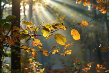 Poster - Golden autumn leaves illuminated by sunlight, creating a warm, magical forest ambiance
