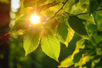 Poster - The sun shines through the vibrant green leaves, evoking a sense of fresh growth and vitality amid nature