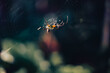 © Lot'z - small spider hanging from its web with blurred background