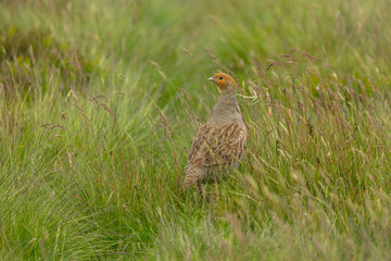 Poster - Grey partridge, Scientific name: Perdix Perdix.  Close up of a male Grey or English partridge on managed moorland. Facing left.  Taken from car window, bean bag and long lens. Horizontal.  Copyspace