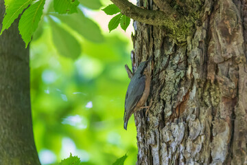 Wall Mural - A small gray songbird Sitta europaea sits on a tree branch.