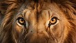 © boler - Big eyes. lion eyes close-up