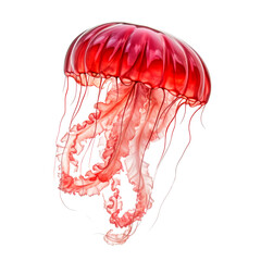 Wall Mural - jellyfish swimming isolated on white