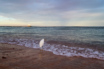 Wall Mural - View of the coast of the Red Sea at Sharm El Sheikh resort