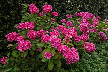 Wall Mural - An impressive pink lace cap Hydrangea macrophylla