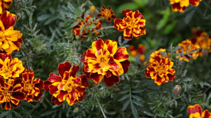 Wall Mural - Bright marigold flowers with vibrant orange and red petals in a lush green garden, showcasing their beauty and intricate detail up close on a sunny day